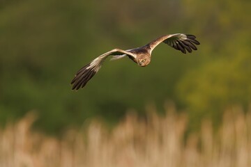 Close up of a Marsh Harrier soaring across a wide open landscape.