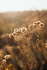 Close-up of a dried plant in a field in sunlight