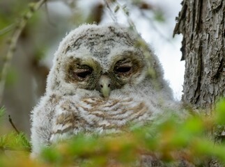 Tawny owl in its natural habitat