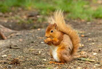 Naklejka na ściany i meble Scottish red squirrel eating a nut