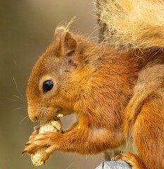 Scottish red squirrel eating a nut