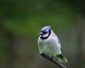 Closeup shot of a beautiful blue jay perched on a branch, isolated on a green background.