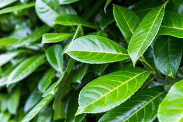 green leaves background