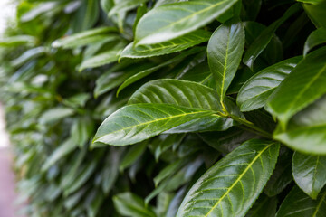 green leaves background