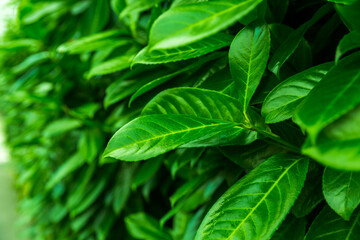 fresh basil leaves