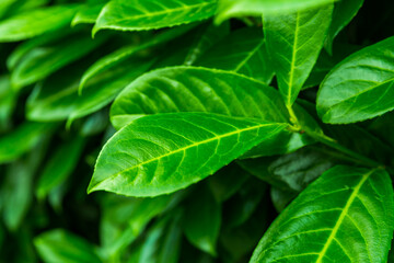 green leaves background