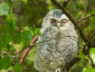 Tawny owl perched on a tree