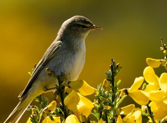 Willow warbler perched on a gorse bush