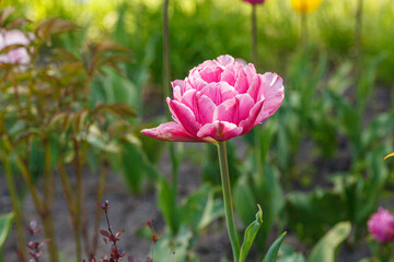 tulip bloom, beautiful field of tulips