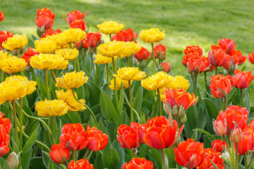 tulip bloom, beautiful field of tulips