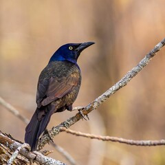 Close-up shot of a Common grackle perched on a tree twig