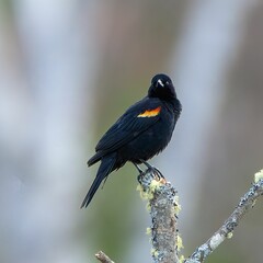 Close-up shot of a Red-winged blackbird perched on a tree twig
