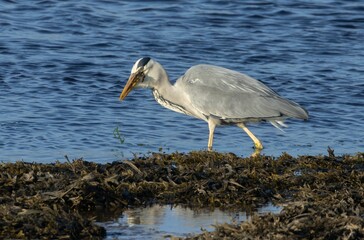 Grey heron catching a fish