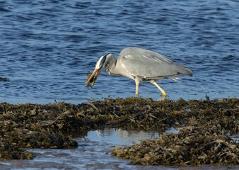 Grey heron catching a fish