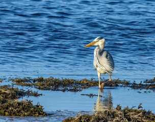 Grey heron catching a fish