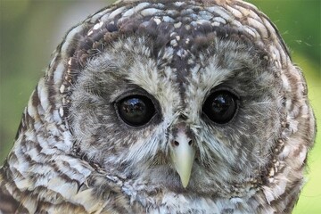a closeup image of an owl's head and eyes