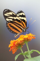 Closeup shot of a beautiful butterfly perched atop a long stem floral bloom