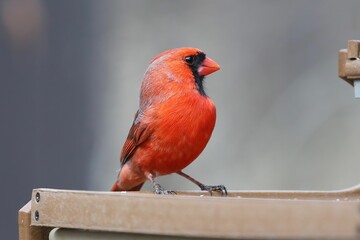 Beautiful red Northern Cardinal bird perched atop a rustic outdoor structure