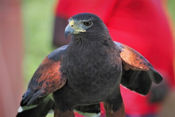 Majestic bald eagle perched, its wings spread wide in a powerful display