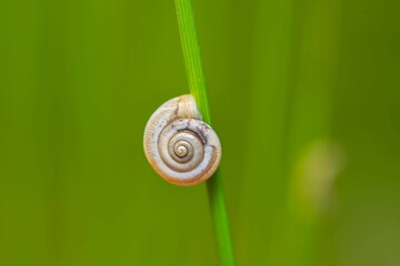 Small snail on a lush green stem of a plant with a blurred background