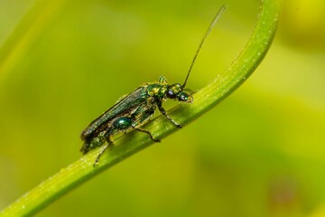 Macro of a small, green bug sitting atop a blade of grass on a leaf in an outdoor setting