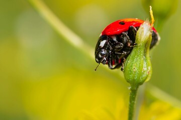 Macro shot of a ladybug on the green plant stem in the garden