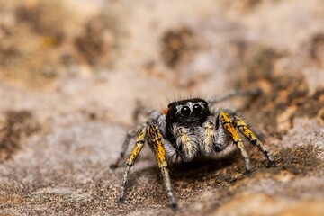 Macro of a small spider standing on a wall