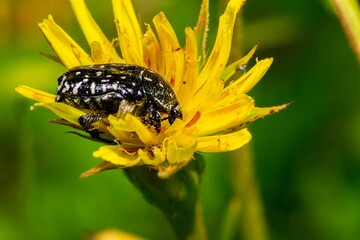 Macro of a black bug resting on a bright yellow flower
