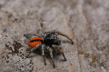Macro of a small spider standing on a wall