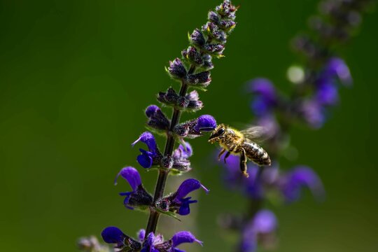 Vibrant purple flower is pictured with a bee perched atop its stem