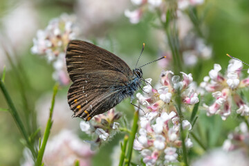 Lycaenidae / Büyük Sevbeni / Ilex Hairstreak / Satyrium ilicis