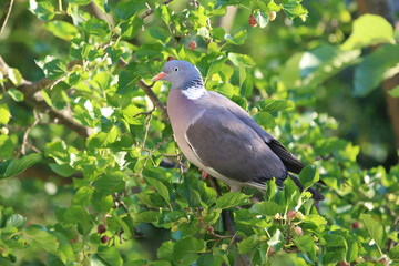  European columba palambus sit alone summertime afternoon.