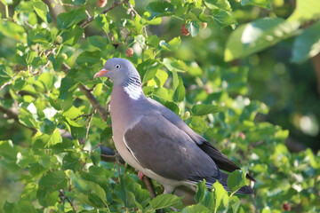  European columba palambus sit alone summertime afternoon.