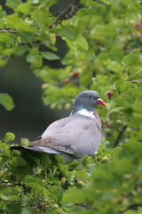 Obraz premium European columba palambus sit alone summertime afternoon.