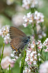 Lycaenidae / Büyük Sevbeni / Ilex Hairstreak / Satyrium ilicis