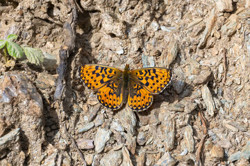 Nymphalidae / Beyaz İnci / Pearl-bordered Fritillar / Boloria euphrosyne