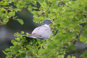  European columba palambus sit alone summertime afternoon.