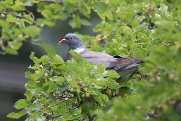  European columba palambus sit alone summertime afternoon.