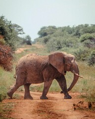 Fototapeta na wymiar African elephant walking across a pathway of dry dirt in its natural habitat