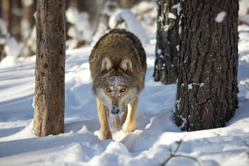 Closeup of a grey wolf in a forest covered in the snow in Belarus