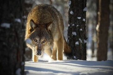 Closeup of a grey wolf in a forest covered in the snow in Belarus