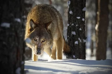 Deurstickers Closeup of a grey wolf in a forest covered in the snow in Belarus © Alex254/Wirestock Creators