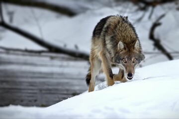 Closeup of a grey wolf in a forest covered in the snow in Belarus