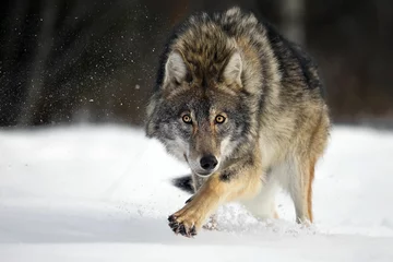 Deurstickers Closeup of a grey wolf in a forest covered in the snow in Belarus © Alex254/Wirestock Creators