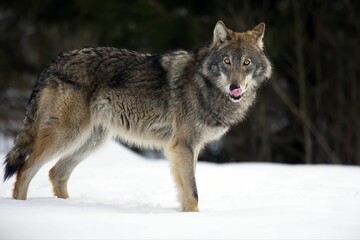 Closeup of a grey wolf in a forest covered in the snow in Belarus