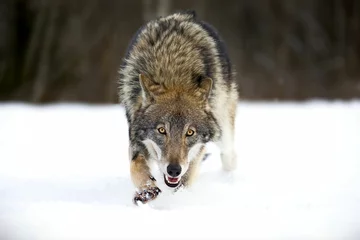 Foto op Aluminium Closeup of a grey wolf in a forest covered in the snow in Belarus © Alex254/Wirestock Creators