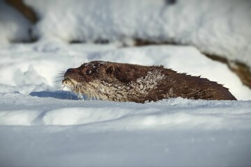 Closeup of a North American river otter eating fish in a forest covered in the snow in Belarus