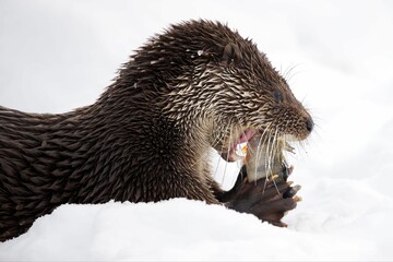 Closeup of a North American river otter eating fish in a forest covered in the snow in Belarus
