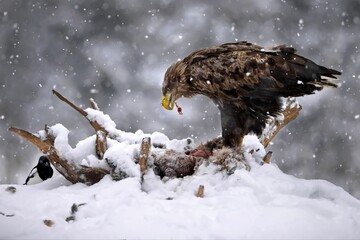 White-tailed eagle hunting in a forest covered in the snow in Belarus
