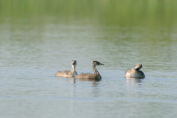 Grebes in the lake